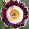 Auricula Idminston - Abriachan Nurseries